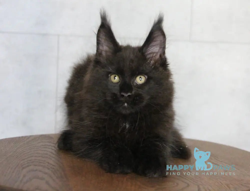 Ambassador Maine Coon male black live animals