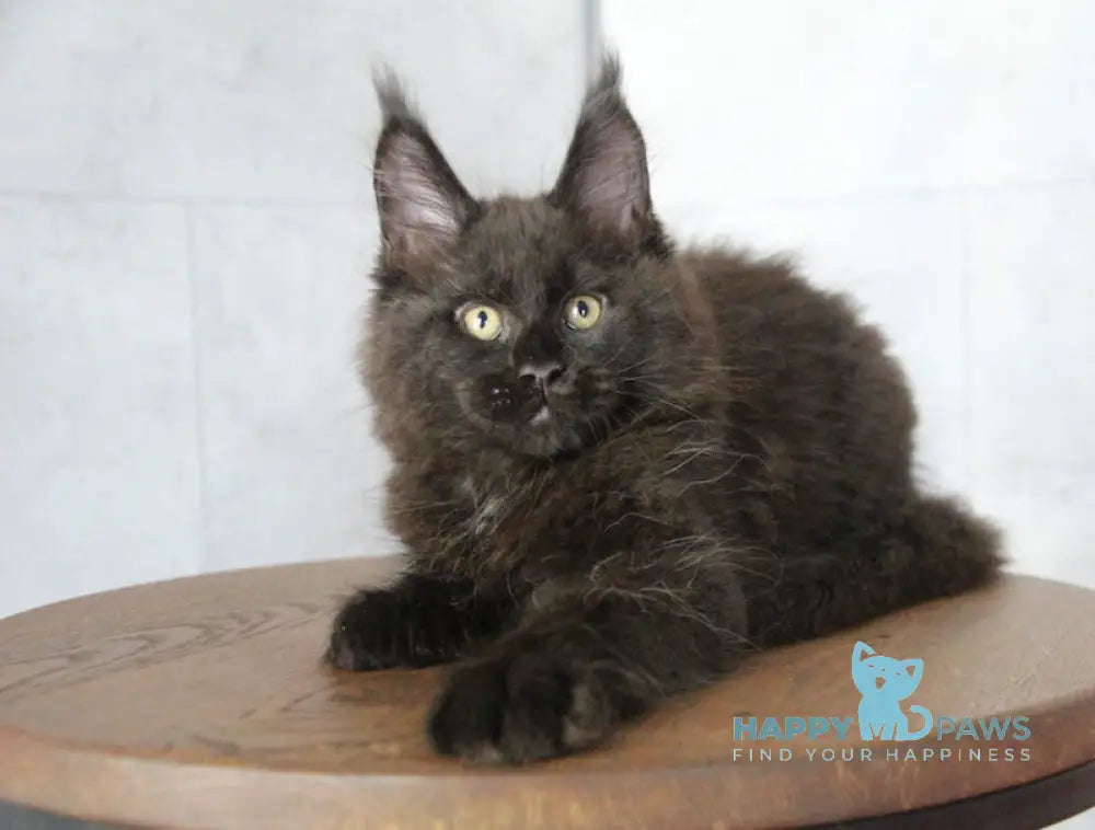 Ambassador Maine Coon male black live animals