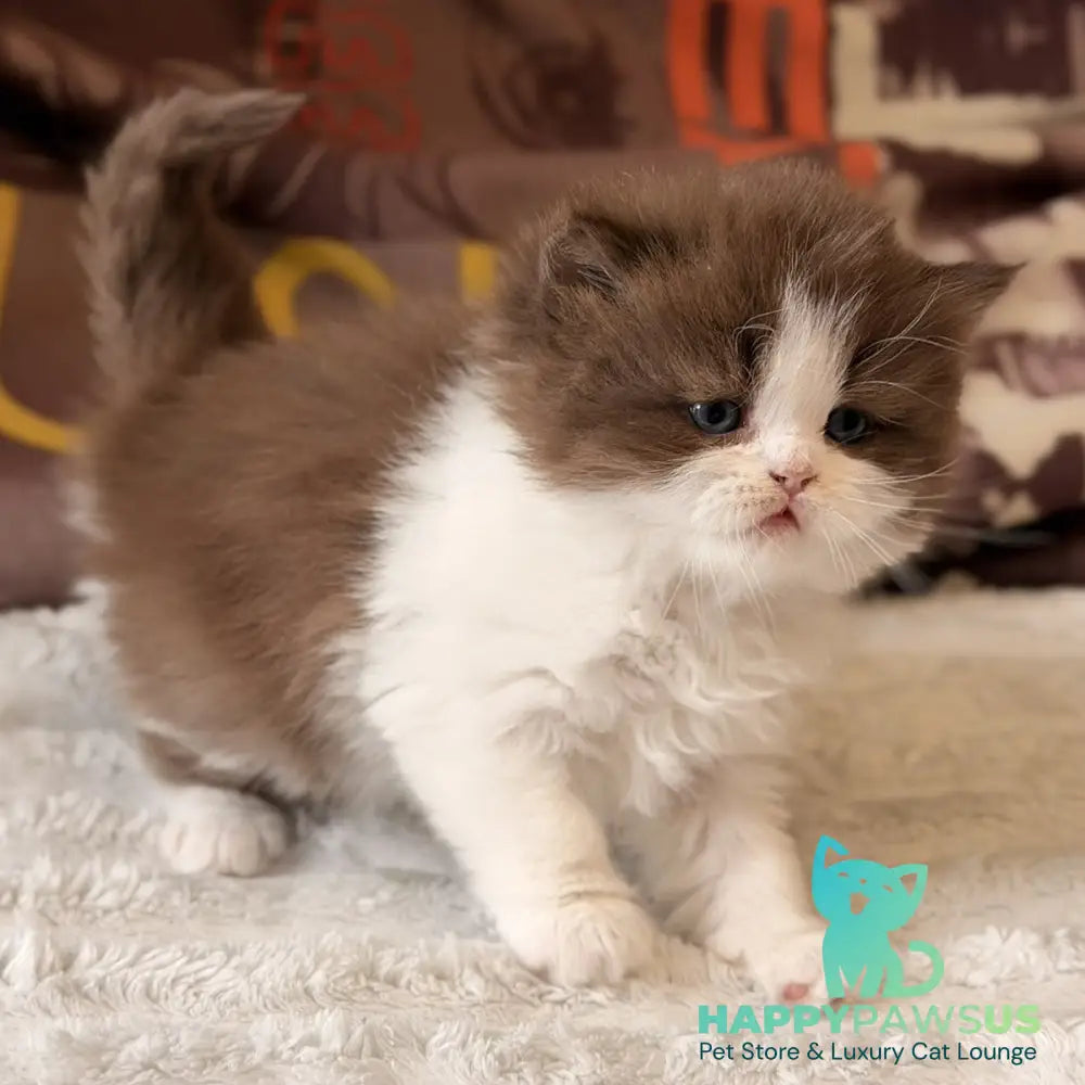 Amber British Longhair female chocolate bicolour - live animals