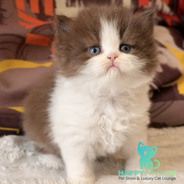Amber British Longhair female chocolate bicolour - live animals
