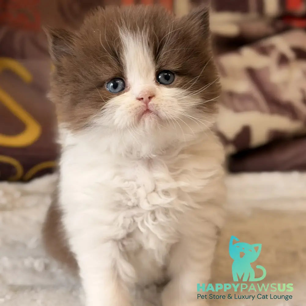 Amber British Longhair female chocolate bicolour - live animals