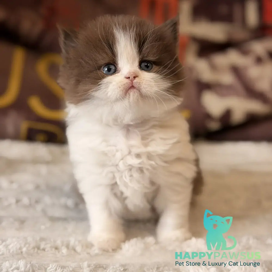 Amber British Longhair female chocolate bicolour - live animals