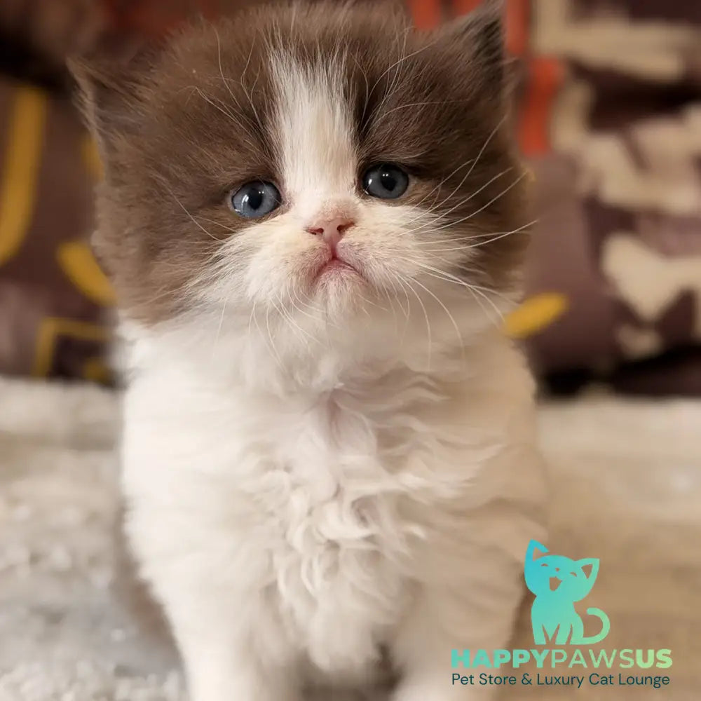 Amber British Longhair female chocolate bicolour - live animals