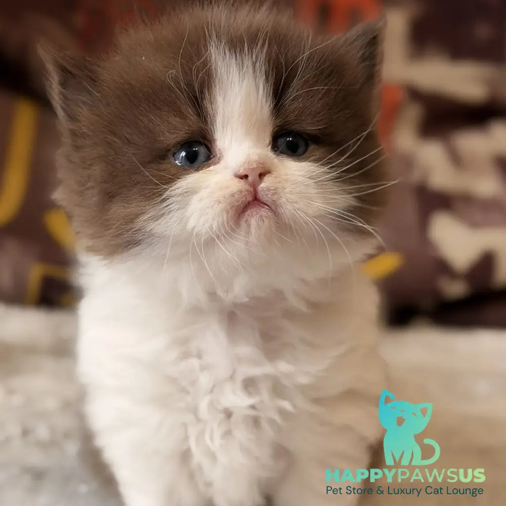 Amber British Longhair female chocolate bicolour - live animals