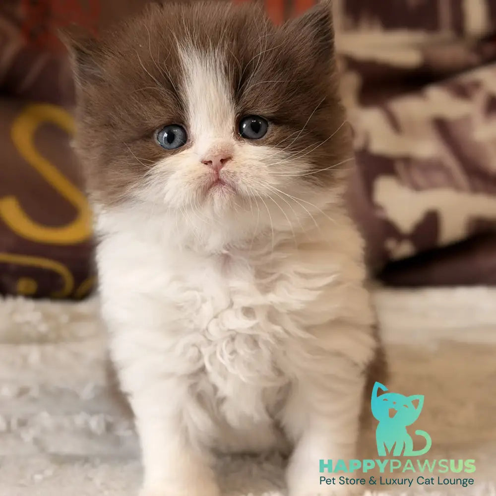 Amber British Longhair female chocolate bicolour - live animals
