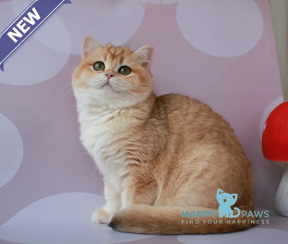 Ambrozia British Shorthair female black golden chinchilla live animals