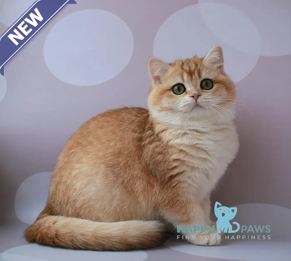 Ambrozia British Shorthair female black golden chinchilla live animals