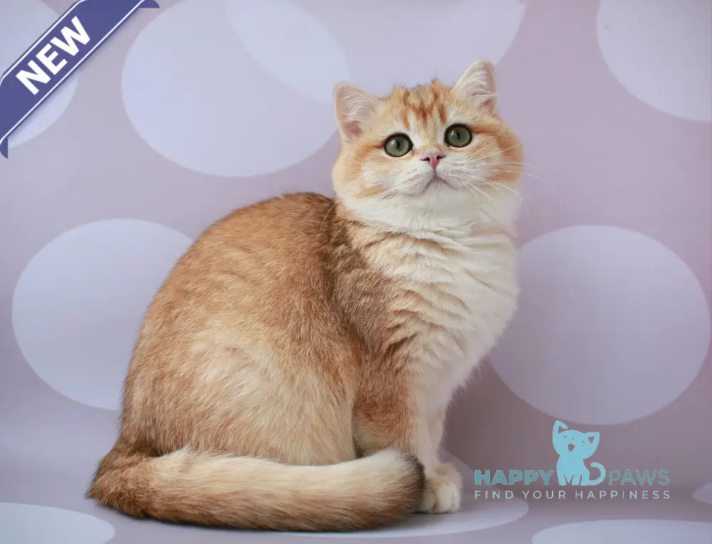 Ambrozia British Shorthair female black golden chinchilla live animals