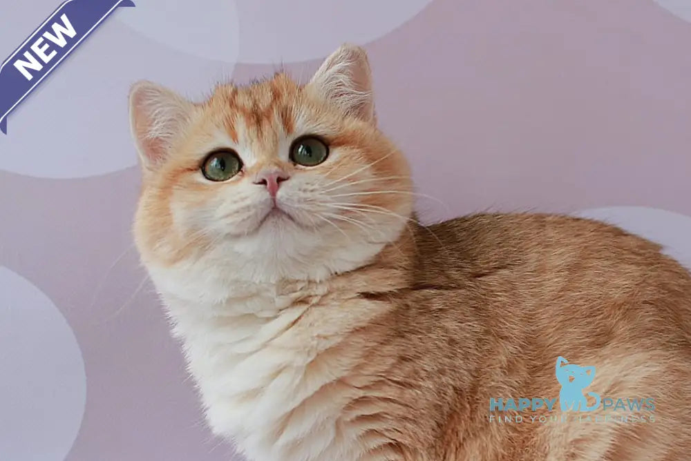 Ambrozia British Shorthair female black golden chinchilla live animals