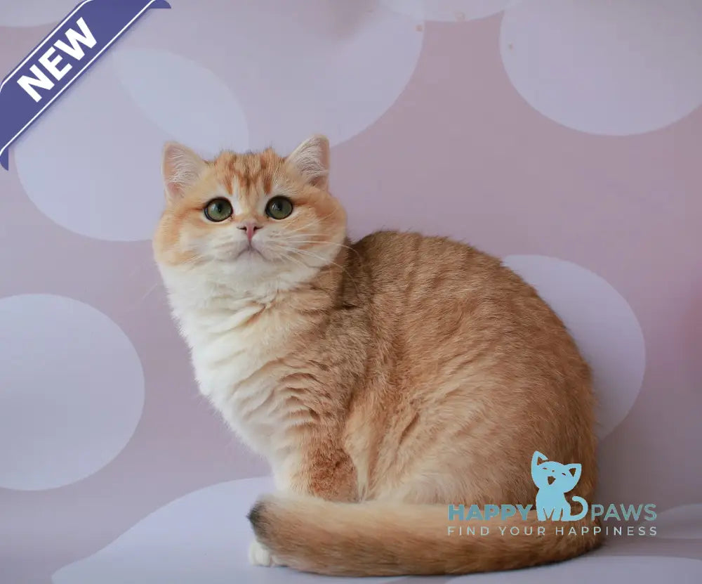 Ambrozia British Shorthair female black golden chinchilla live animals