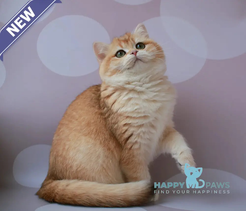 Ambrozia British Shorthair female black golden chinchilla live animals