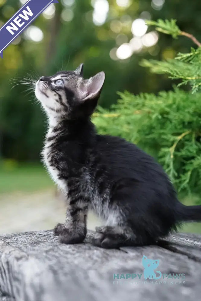 Amelia Bengal female charcoal live animals