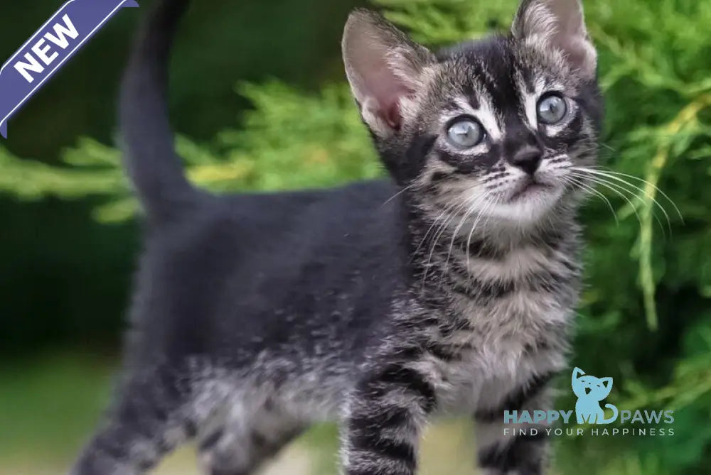 Amelia Bengal female charcoal live animals