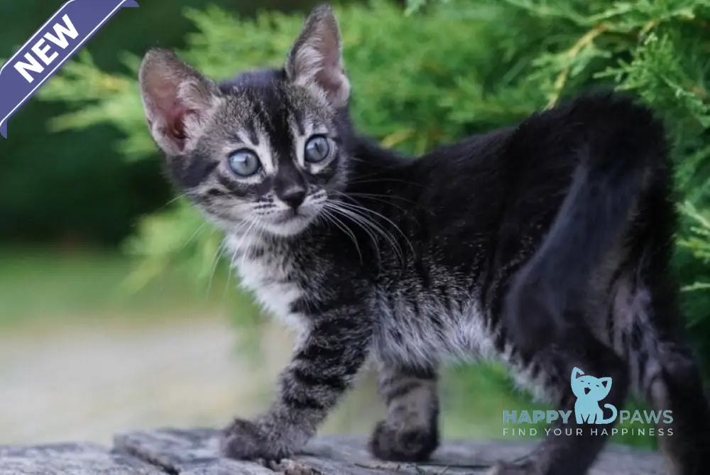 Amelia Bengal female charcoal live animals