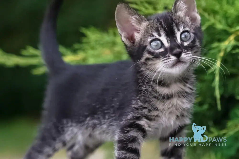 Amelia Bengal female charcoal live animals