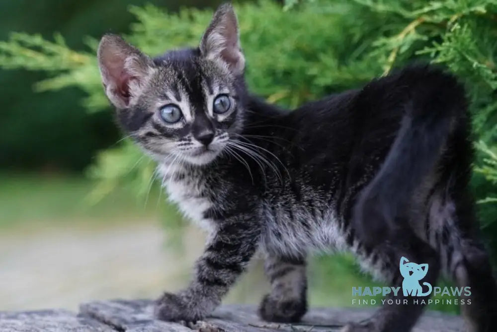 Amelia Bengal female charcoal live animals