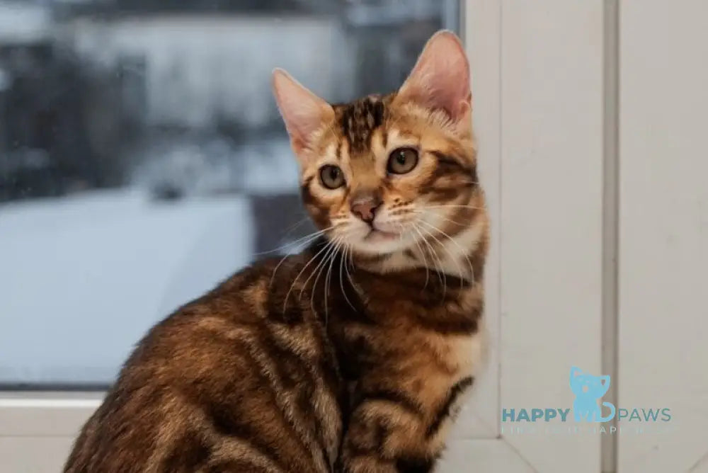 Amelia Bengal male black spotted tabby live animals