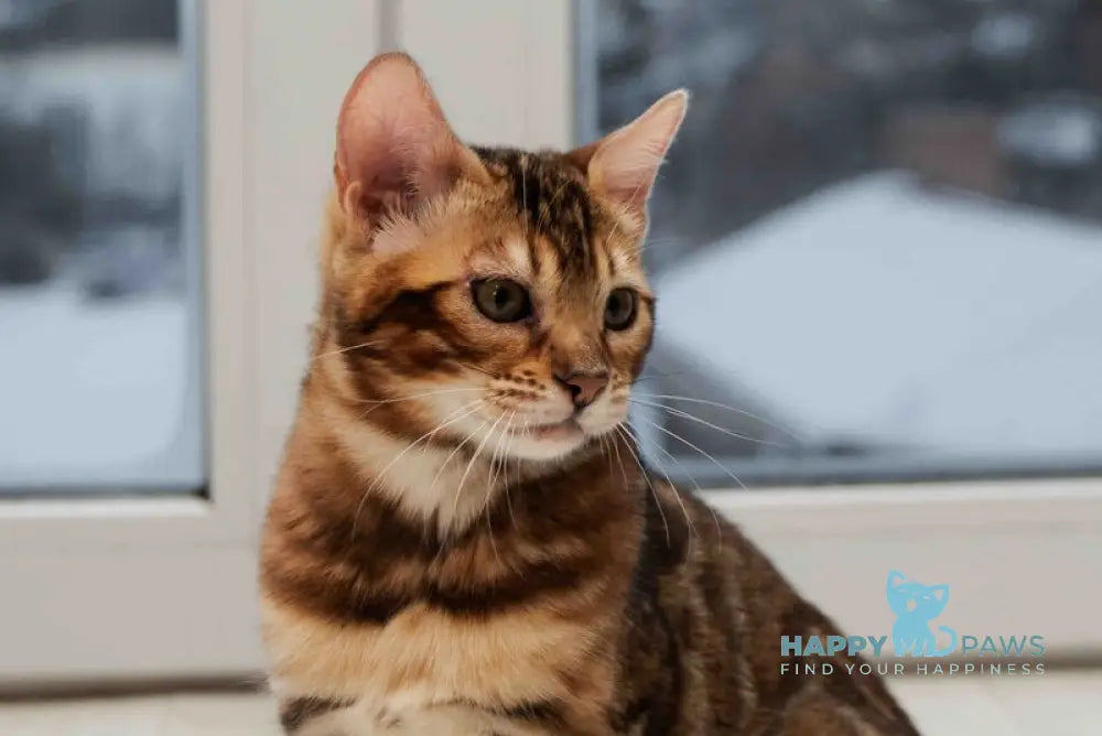 Amelia Bengal male black spotted tabby live animals