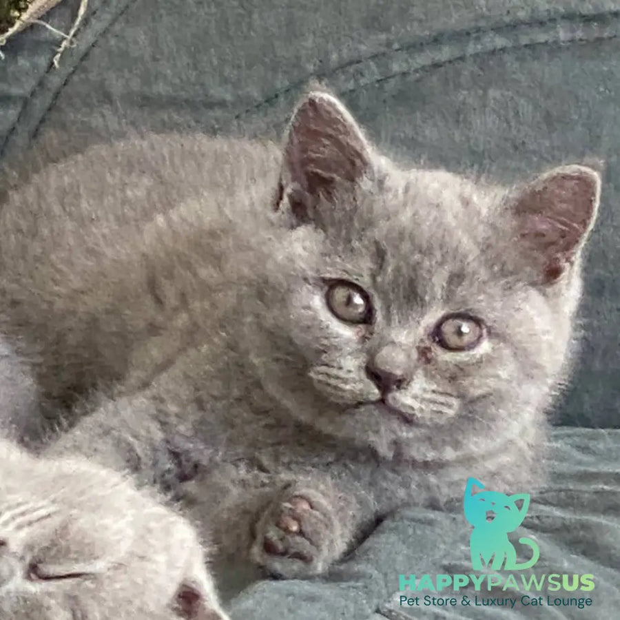 Amelia British Shorthair male blue - live animals