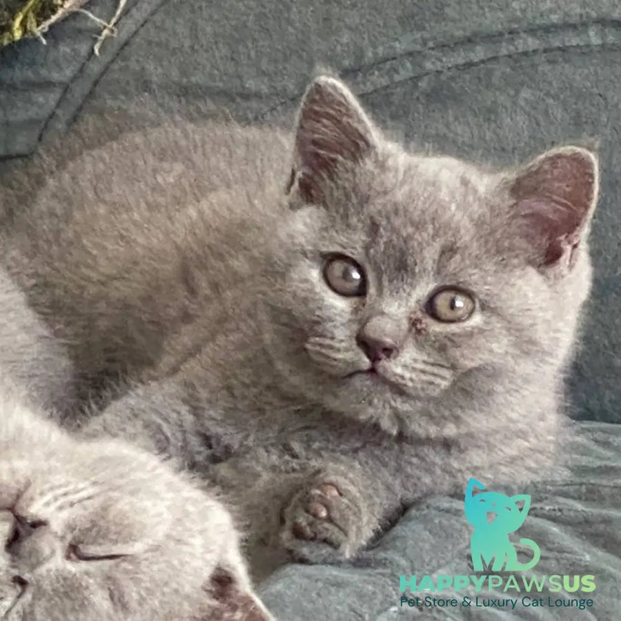 Amelia British Shorthair male blue - live animals