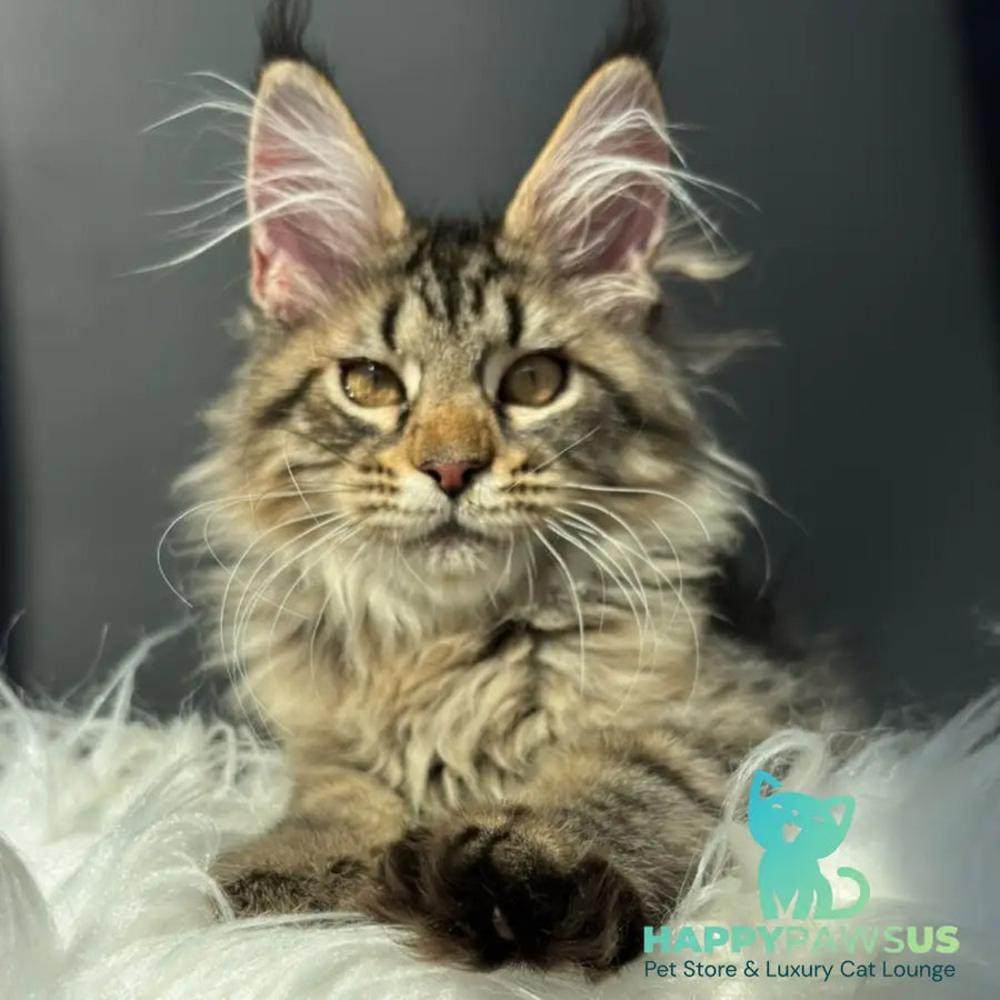Amelia Maine Coon female black spotted tabby - live animals