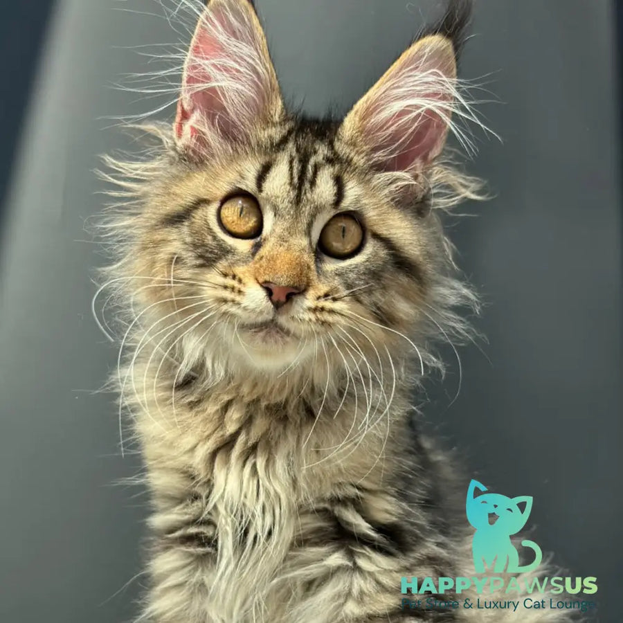 Amelia Maine Coon female black spotted tabby - live animals