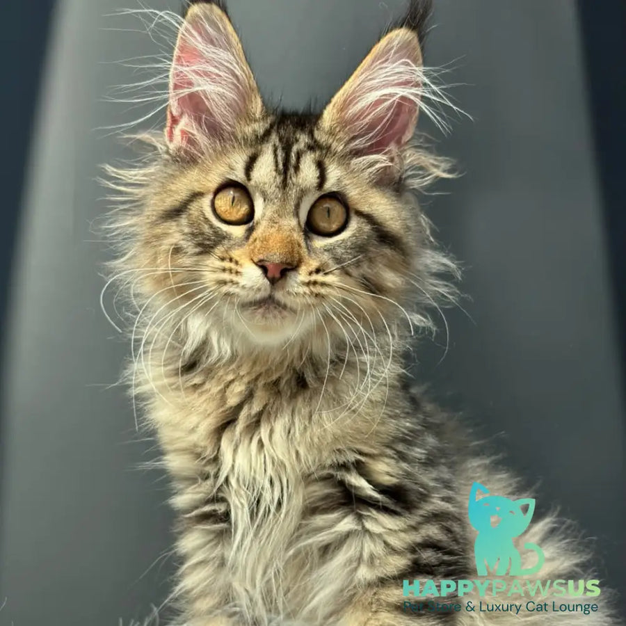 Amelia Maine Coon female black spotted tabby - live animals