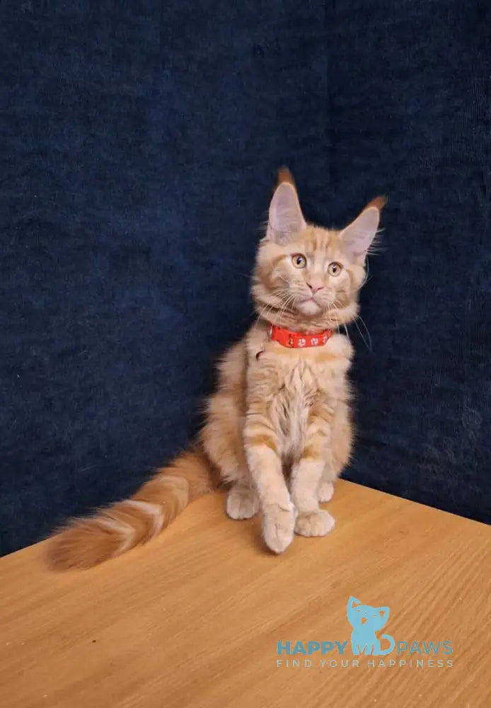 Amelia Maine Coon female red tabby - live animals