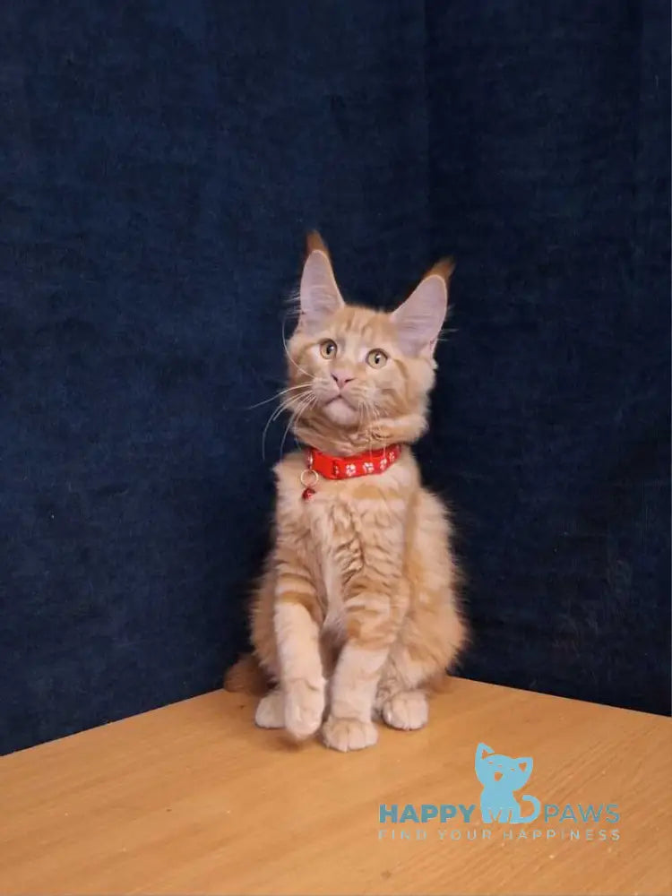 Amelia Maine Coon female red tabby - live animals
