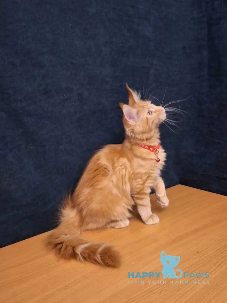 Amelia Maine Coon female red tabby - live animals