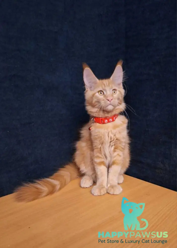 Amelia Maine Coon female red tabby - live animals