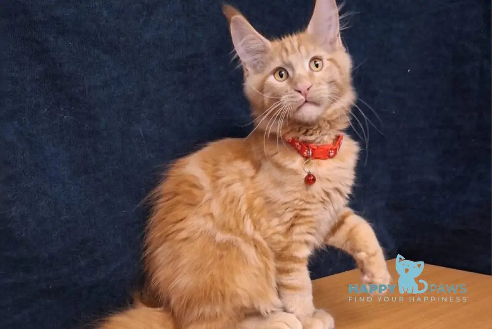 Amelia Maine Coon female red tabby - live animals