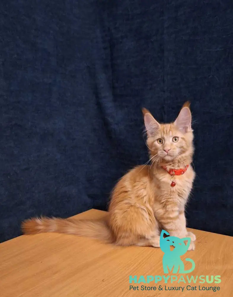 Amelia Maine Coon female red tabby - live animals