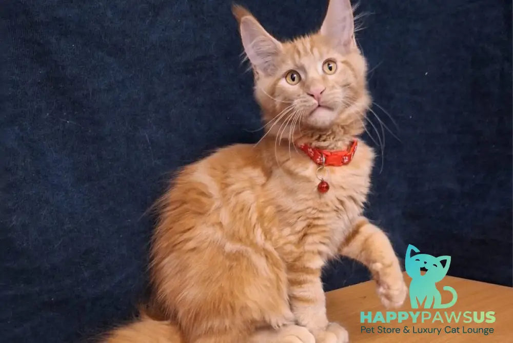 Amelia Maine Coon female red tabby - live animals