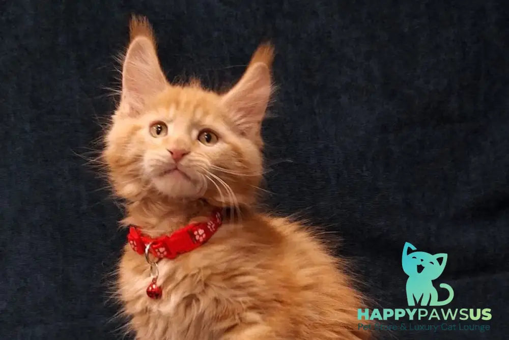 Amelia Maine Coon female red tabby - live animals