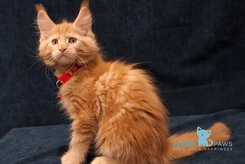 Amelia Maine Coon female red tabby - live animals
