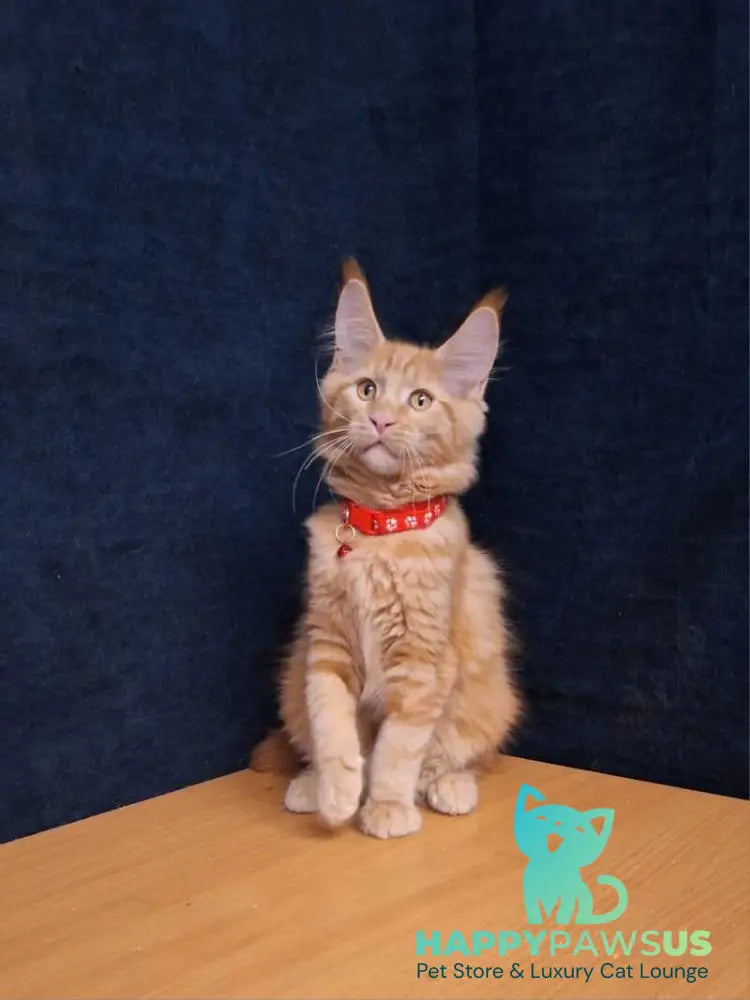 Amelia Maine Coon female red tabby - live animals