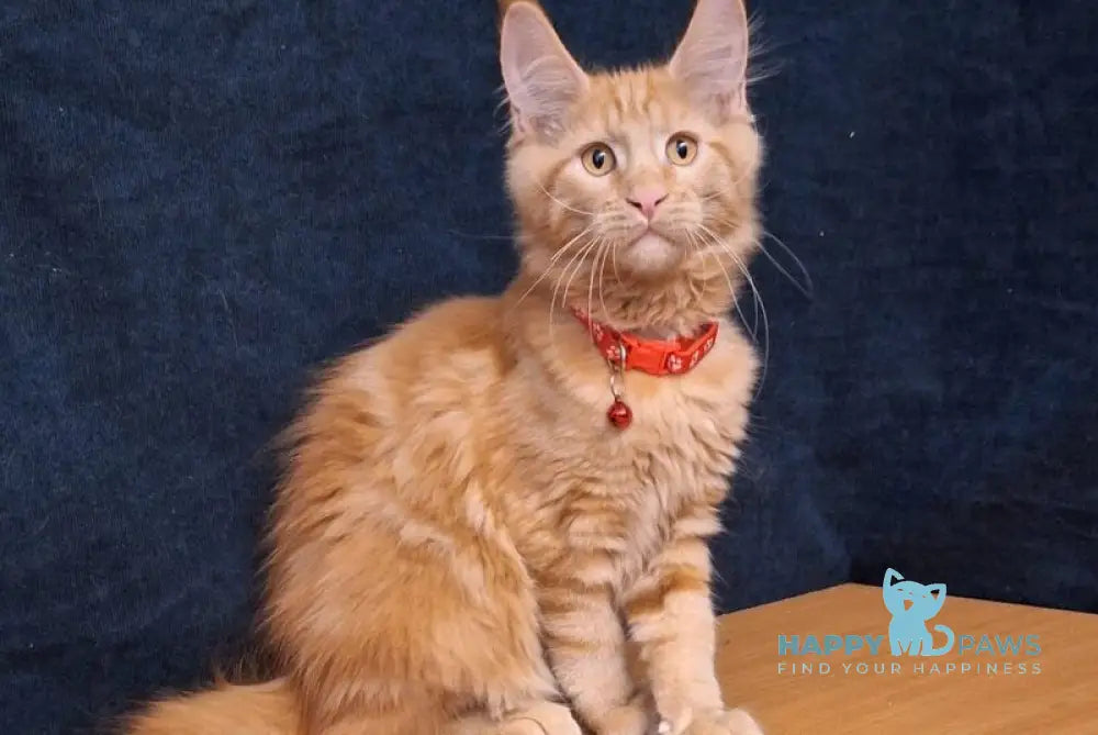 Amelia Maine Coon female red tabby - live animals