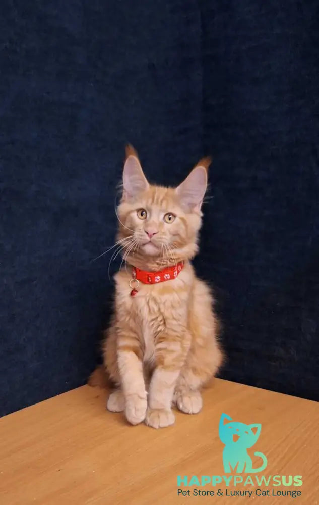 Amelia Maine Coon female red tabby - live animals