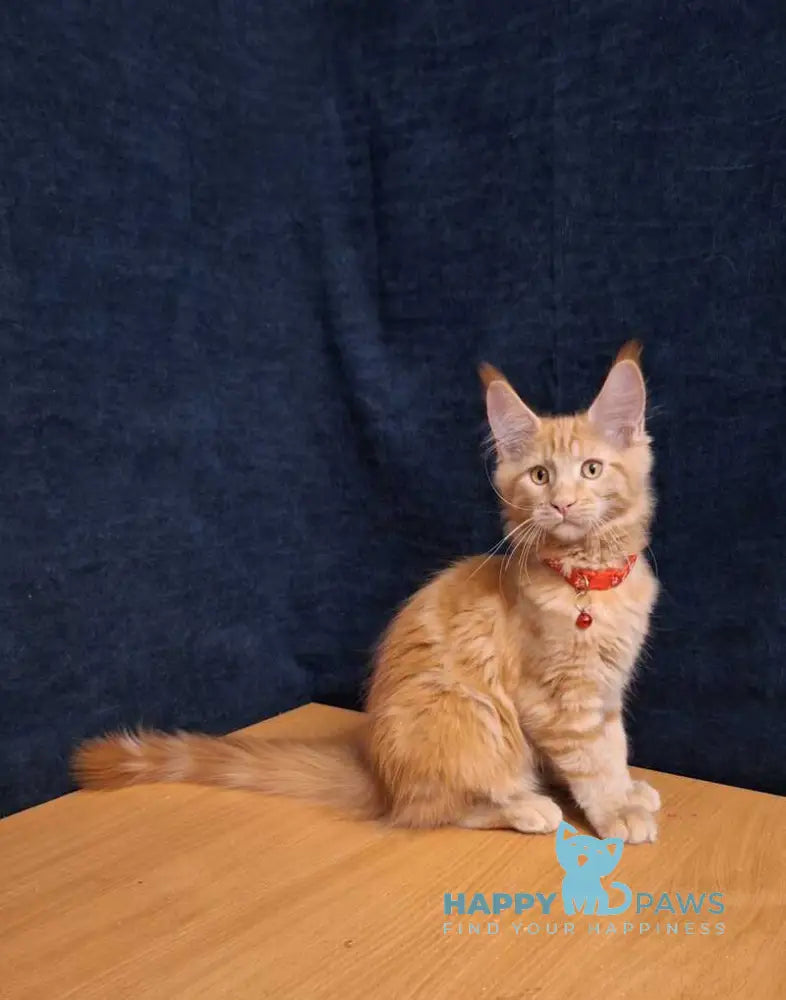 Amelia Maine Coon female red tabby - live animals