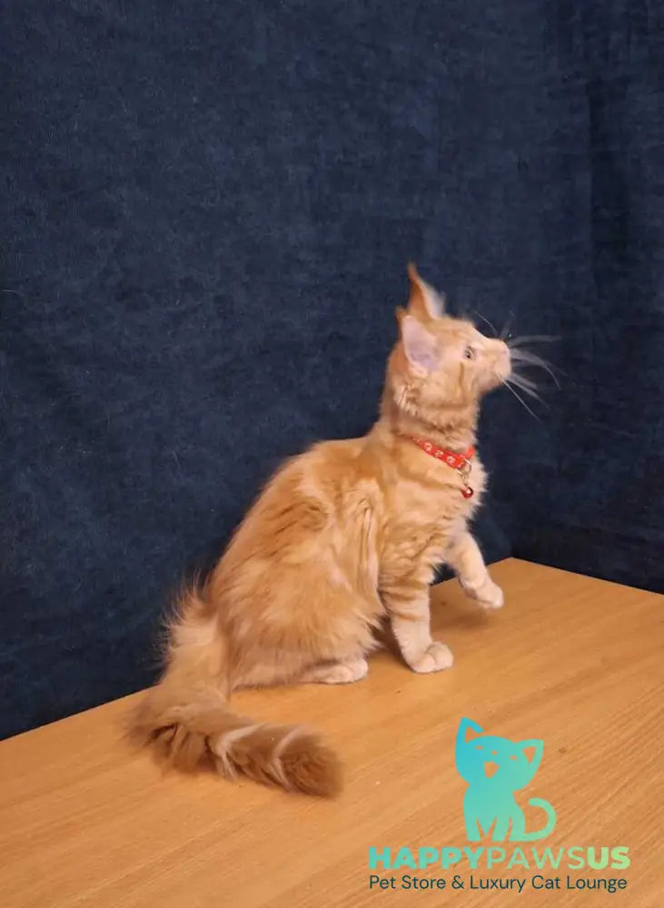 Amelia Maine Coon female red tabby - live animals
