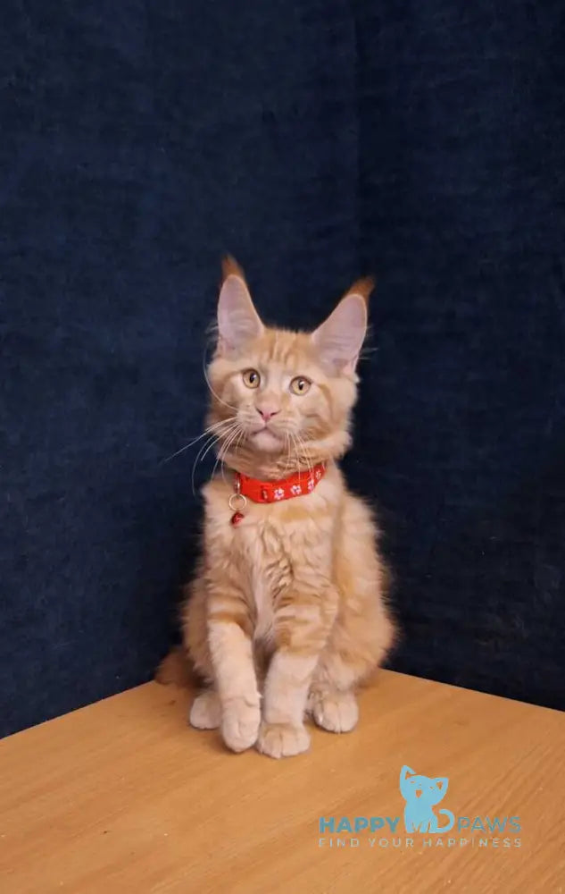 Amelia Maine Coon female red tabby - live animals