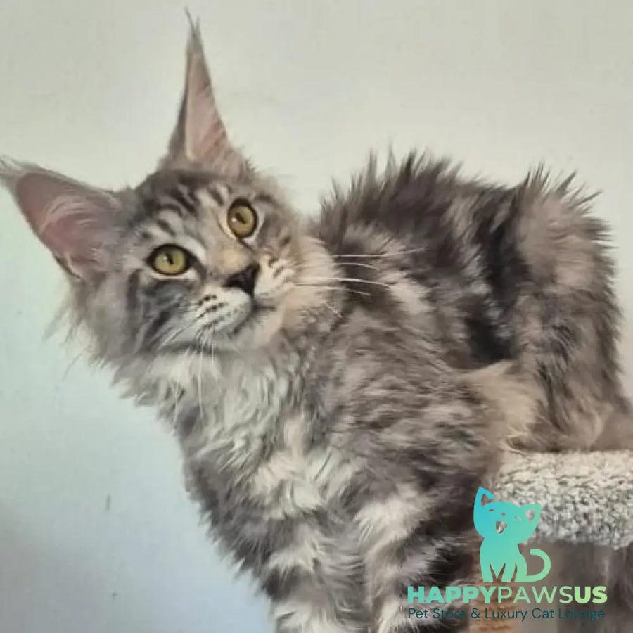 Amelia Maine Coon polydactyl 6x6x6x6 female black silver tabby - live animals