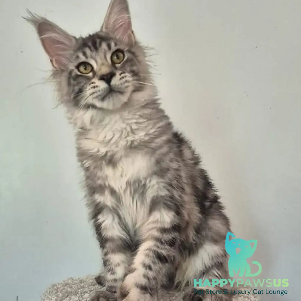 Amelia Maine Coon polydactyl 6x6x6x6 female black silver tabby - live animals