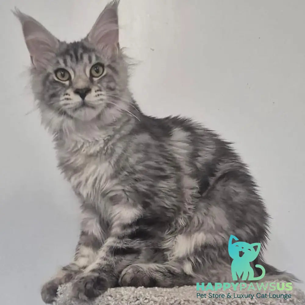 Amelia Maine Coon polydactyl 6x6x6x6 female black silver tabby - live animals