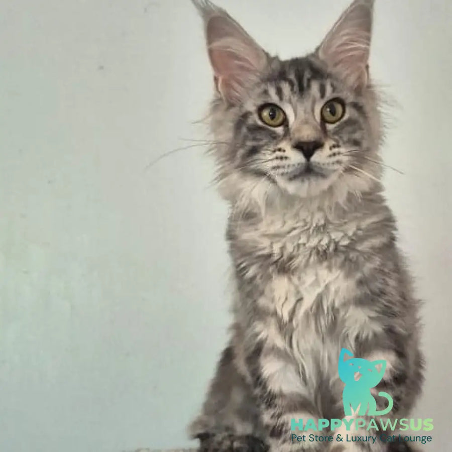 Amelia Maine Coon polydactyl 6x6x6x6 female black silver tabby - live animals
