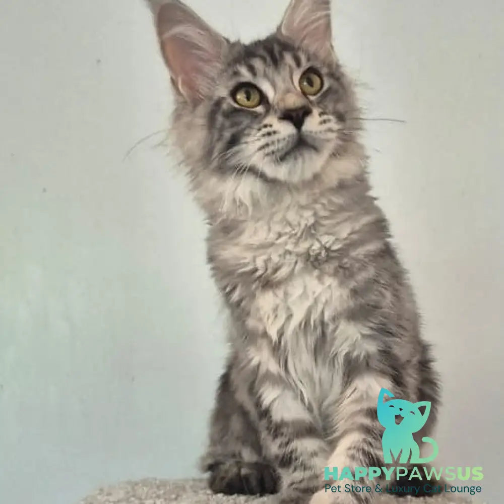 Amelia Maine Coon polydactyl 6x6x6x6 female black silver tabby - live animals