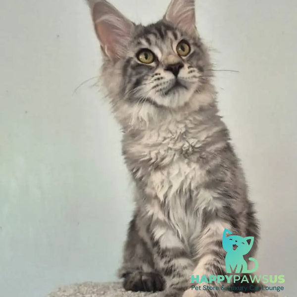 Amelia Maine Coon polydactyl 6x6x6x6 female black silver tabby - live animals