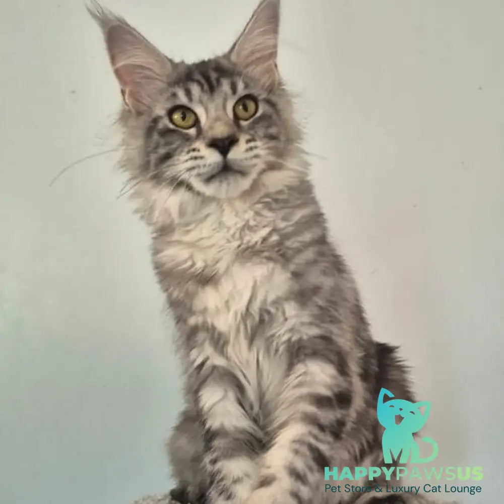 Amelia Maine Coon polydactyl 6x6x6x6 female black silver tabby - live animals
