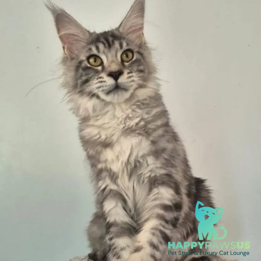 Amelia Maine Coon polydactyl 6x6x6x6 female black silver tabby - live animals
